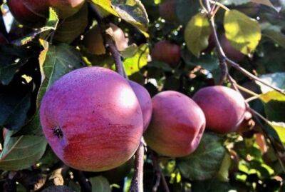 Чем нужно подкормить яблоню в конце июля, чтобы был сочный урожай - sadogorod.club
