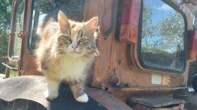 Бездомная кошка поселилась на мельнице и питалась остатками зерна, чтобы выжить - mur.tv