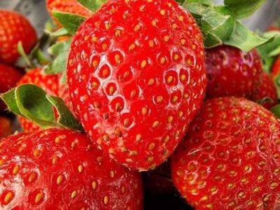 Тимур Хомичев - После какой культуры надо высаживать клубнику, чтобы получить самый лучший урожай вкусных ягод - sadogorod.club