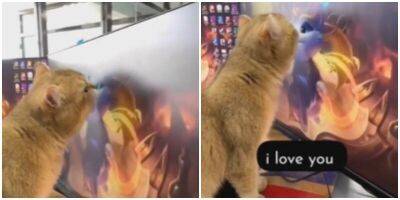 Котик влюбился в нарисованную кошку и принялся её целовать - mur.tv
