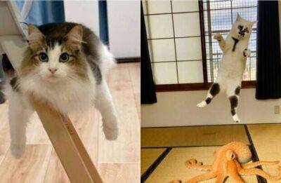 11 котов, которые живут по каким-то своим законам физики - lublusebya.ru