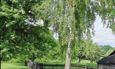 5 причин избавиться от березы на дачном участке: почему дереву не место в огороде - sadogorod.club