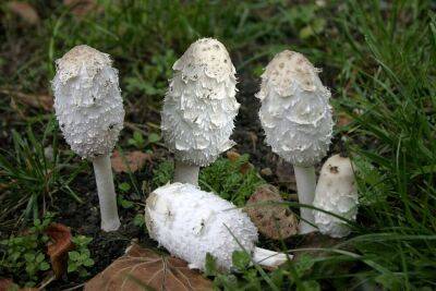Какие грибы опасны для жизни? Часть 3 - lifehelper.one