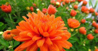 Осень не за горами: 10 осенних цветов, которые сделают ваш сад нарядным - sadogorod.club