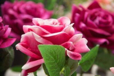 Игорь Зур - Вот что нужно сделать с розами в августе, если хотите чтобы они цвели и радовали: секреты садоводов - sadogorod.club
