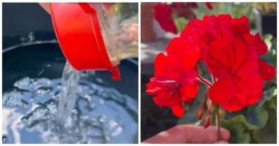 Дайте домашним и садовым цветам уксус, и они начнут цвести как бешеные без остановки - cpykami.ru