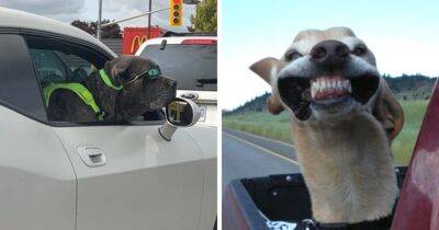 17 фото, доказывающих, что поездка на машине обязана быть крутой и смешной, если один из пассажиров — собака - mur.tv