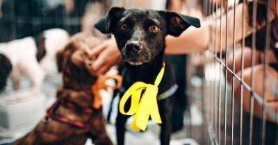 Если ты встретишь собаку с желтым бантом на улице, поскорее уноси ноги - lifehelper.one