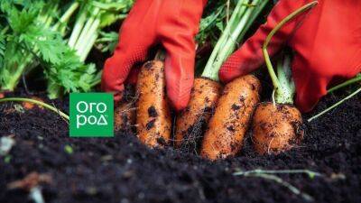 Когда убирать морковь и как сделать это правильно, чтобы урожай долго хранился - sadogorod.club
