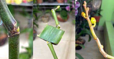 Сломался цветонос орхидеи? Примите срочные меры, чтобы сохранить ветку и оживить почки - lifehelper.one