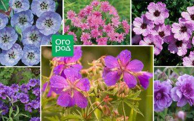 10 видов садовой герани, которые преобразят ваш цветник - sadogorod.club