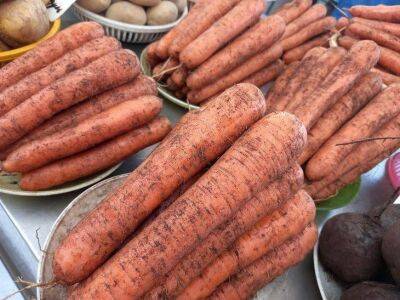Ольга Котова - Что нужно сделать с морковью в августе, чтобы собрать урожай крупных, сочных и сладких корнеплодов - sadogorod.club