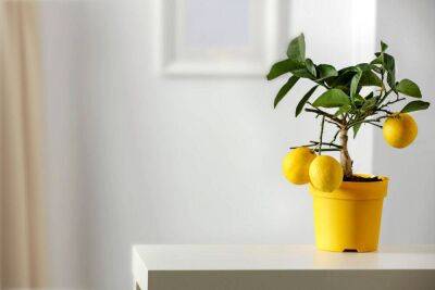 6 комнатных растений, которые можно вырастить из косточки - sadogorod.club
