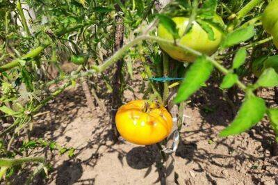 Как опытные огородники ускоряют в августе созревание томатов, получая урожай сахаристых и крупных помидоров - sadogorod.club