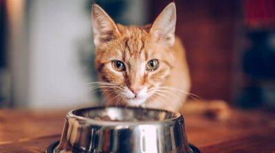 Как подобрать корм для кошек? - mur.tv