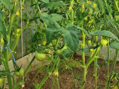 4 ошибки в борьбе с фитофторой на томатах, которые допускают даже опытные дачники - sadogorod.club