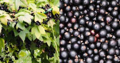 Для закладки будущего урожая: полезные процедуры с черной смородиной после сбора ягод - lifehelper.one