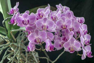 Как обуздать воздушные корни орхидеи, не прибегая к обрезке - sadogorod.club