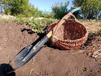 Ольга Котова - 2 верных признака, когда пора копать картошку. И что делать сразу после выкопки, чтобы сохранить урожай максимально - sadogorod.club