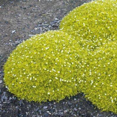 Мшанка шиловидная (ирландский мох): фото в ландшафтном дизайне, сорта, отзывы - sadogorod.club