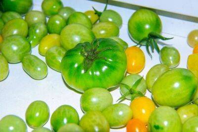 Дозревание томатов дома: 3 народных способа для ускорения покраснения собранного урожая - sadogorod.club