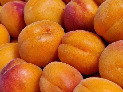 Чем обработать абрикос от монилиоза: полезные советы огородникам - sadogorod.club