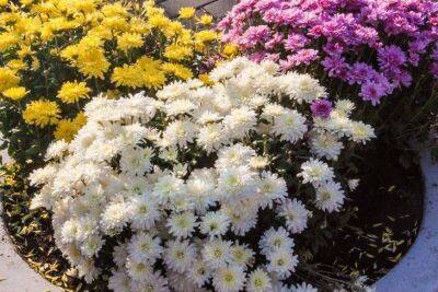 Шикарное цветение гарантировано: просто посейте эти цветы под зиму - sadogorod.club