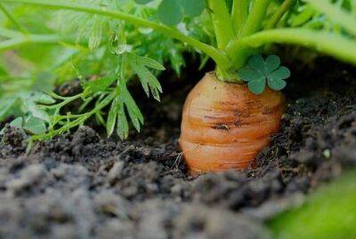 Как не допустить позеленения моркови - будет яркой, крупной, сладкой и сочной - sadogorod.club