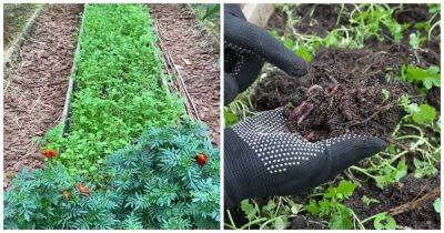 После уборки томатов посейте отличный сидерат. Он оздоровит почву и заменит собой навоз - lifehelper.one