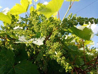 Какой уход нужен винограду в августе: секреты богатого урожая - sadogorod.club