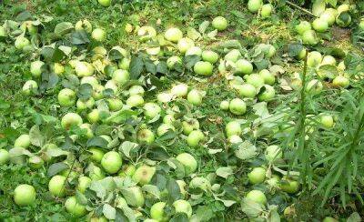 Почему опадают яблоки с яблони раньше поспевания: причины и что делать - sadogorod.club