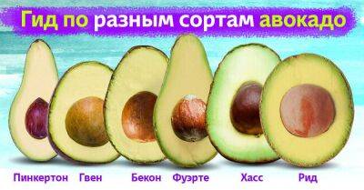 Научилась разбираться в сортах авокадо, теперь знаю, как выбрать самое вкусное и спелое - lifehelper.one