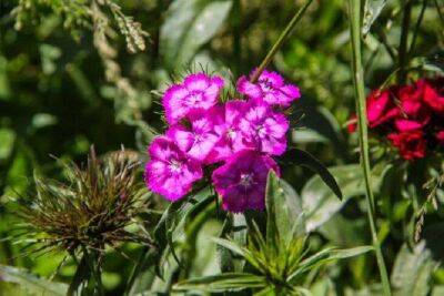 Какие многолетние цветы можно посадить в августе: успеют укорениться до холодов и хорошо перенесут зиму - sadogorod.club