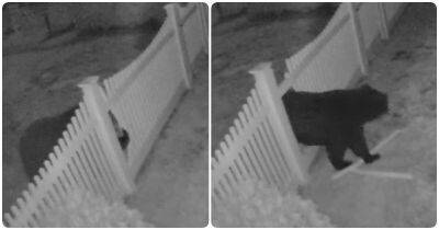 Камера видеонаблюдения у дома сняла, как наглый медведь пролез через забор - mur.tv - Сша