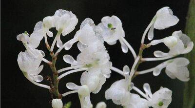 Новый миниатюрный вид орхидей с необычными блестящими на солнце цветками с гор Танзании - sadogorod.club - Германия - Лондон - Англия - Танзания