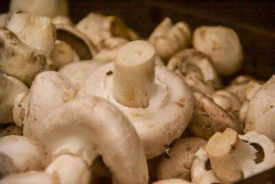 Игорь Зур - Что делать с червивыми грибами и можно ли избавиться от вредителей: ошибаются многие - lifehelper.one