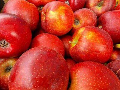 Не выкидывайте гнилые яблоки, а делайте удобрение для смородины и крыжовника - sadogorod.club