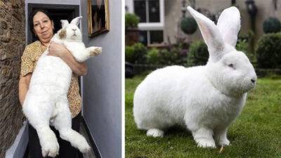 Джестер — гигантский 9-килограммовый кролик - porosenka.net - Англия
