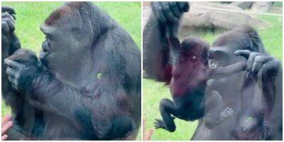 Мама-горилла нежно целует детёныша, показывая его людям - mur.tv - Япония