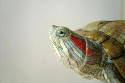 Какие витаминные и минеральные добавки давать красноухим черепахам? - lifehelper.one