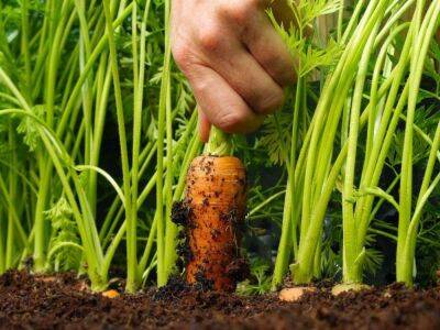 Особенности выращивания моркови - sadogorod.club - Голландия