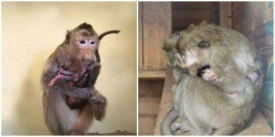 Макаки из барнаульского зоопарка стали родителями - mur.tv