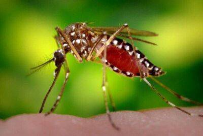 Борьба с комарами - lifehelper.one