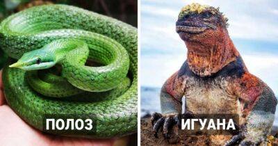 18 необычных рептилий, которые доказывают, что фантастические твари обитают не где-нибудь, а на нашей планете - mur.tv