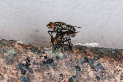Елена Шимановская - Простая ловушка для мух, которая избавит от досаждающего жужжания насекомых: делается за 2 минуты - lifehelper.one