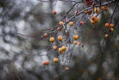 Осенняя обработка сада: когда, и чем опрыскать плодовые деревья - sadogorod.club