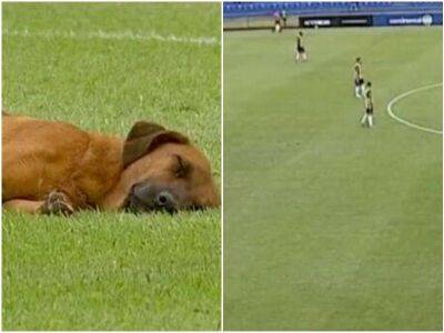 На футбольном матче заметили спящую собаку - mur.tv - Парагвай