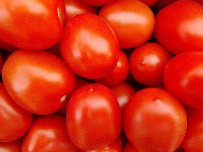 Как получить свои семена томатов: хитрости ушлых огородников - sadogorod.club