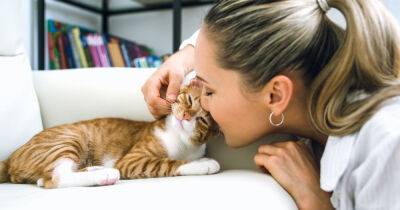 10 психологических преимуществ наличия кошки в доме - mur.tv - Англия - штат Миннесота