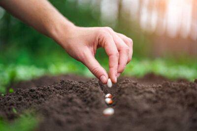 4 метода совместной посадки растений в огороде - sadogorod.club